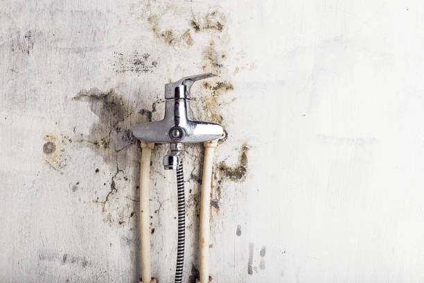 Best Toxic Mold Removal  in Wilsons Mills, NC