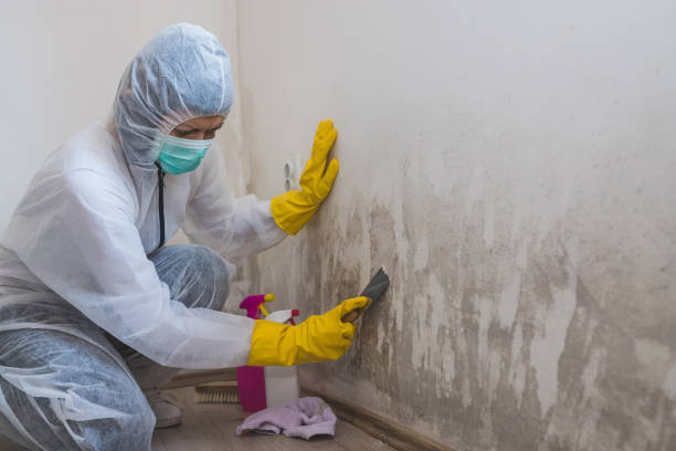 Best Mold Damage Repair  in Wilsons Mills, NC
