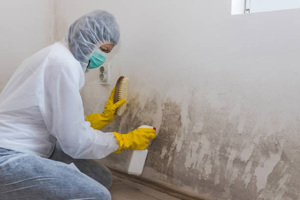 Best Local Mold Removal Service  in Wilsons Mills, NC