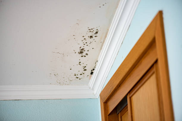 Best Certified Mold Removal  in Wilsons Mills, NC