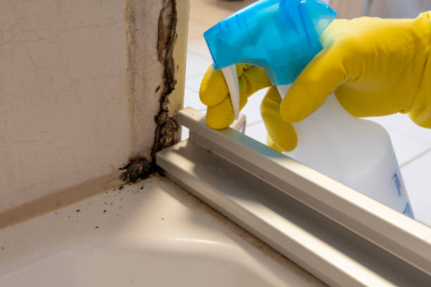 Trusted Wilsons Mills, NC Mold Removal Experts