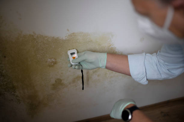 Certified Mold Removal in Wilsons Mills, NC