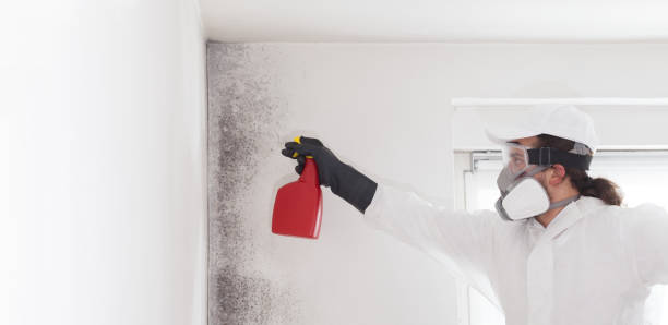 Best Residential Mold Removal  in Wilsons Mills, NC