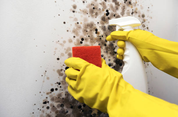 Water Damage Restoration in Wilsons Mills, NC