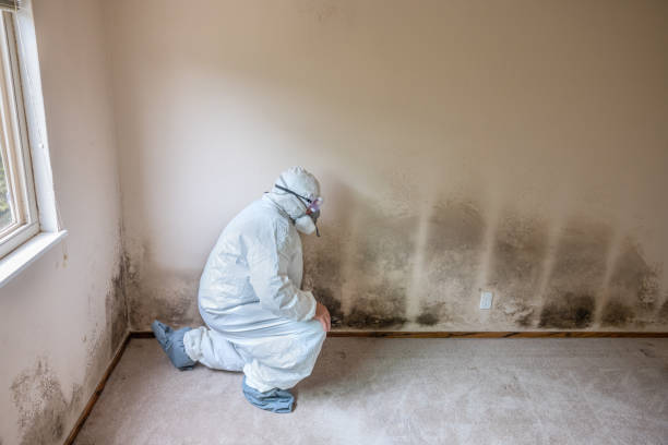 Best Emergency Mold Removal  in Wilsons Mills, NC