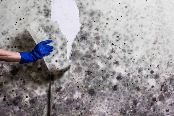 Best Crawl Space Mold Removal  in Wilsons Mills, NC
