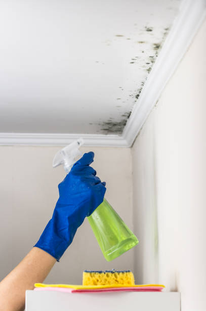 Best Mold Damage Repair  in Wilsons Mills, NC